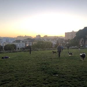 阿拉莫广场狗只活动区