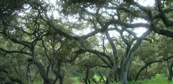 Oak Woodlands