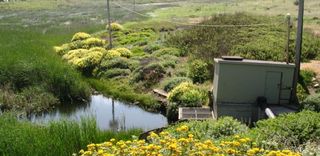 Sharp Park Habitat Improvements