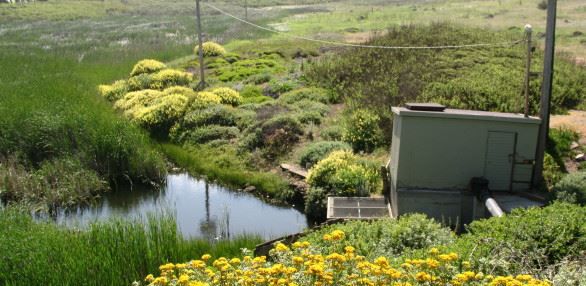 Sharp Park Nature Habitat