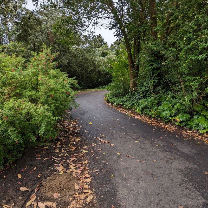 Stow Lake construction paving - new paved path curving through wooded area