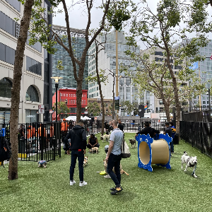 联合国广场狗公园