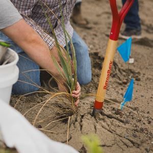 dune revegetation