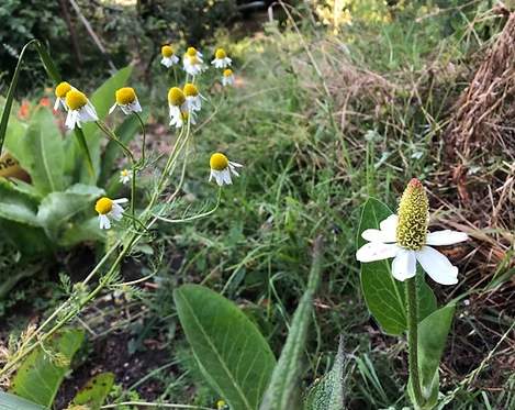 larawan ng mga puting bulaklak ng mansanilya at yerba mansa
