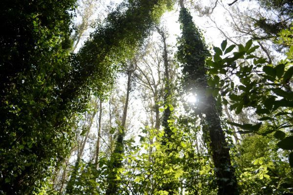 Looking up into the tree canopy