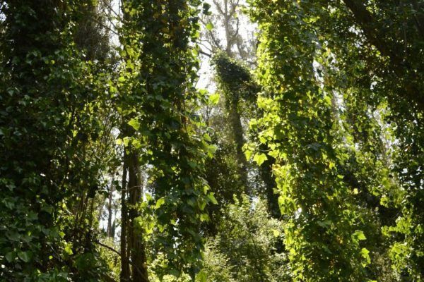 Sunlight shining through the trees