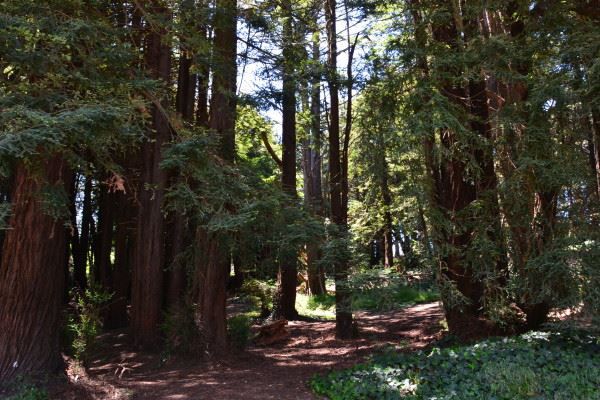 Mga punong redwood