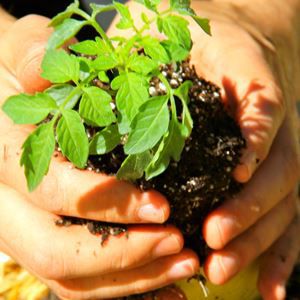 community gardens