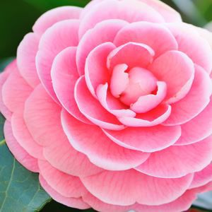 Malapitang kuha ng isang matingkad na kulay-rosas na bulaklak ng kamelya