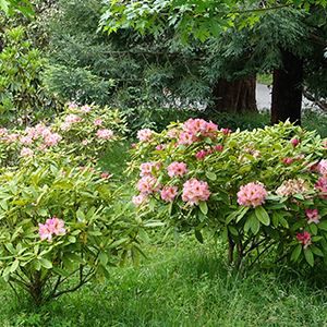 Magagandang bulaklak ng rododendron sa libis