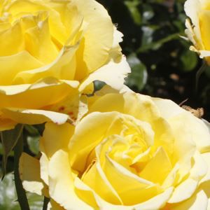 Mayayabong na dilaw na rosas sa Hardin ng mga Rosas