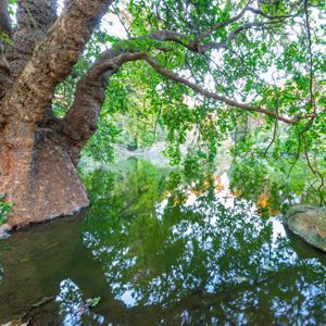 绿头鸭湖林木茂密的湖岸