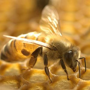 reports & policy info